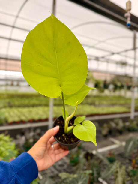4" Monstera deliciosa 'Lemon Lime'