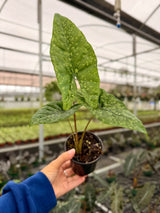 4" Alocasia ‘Shattered Glass'