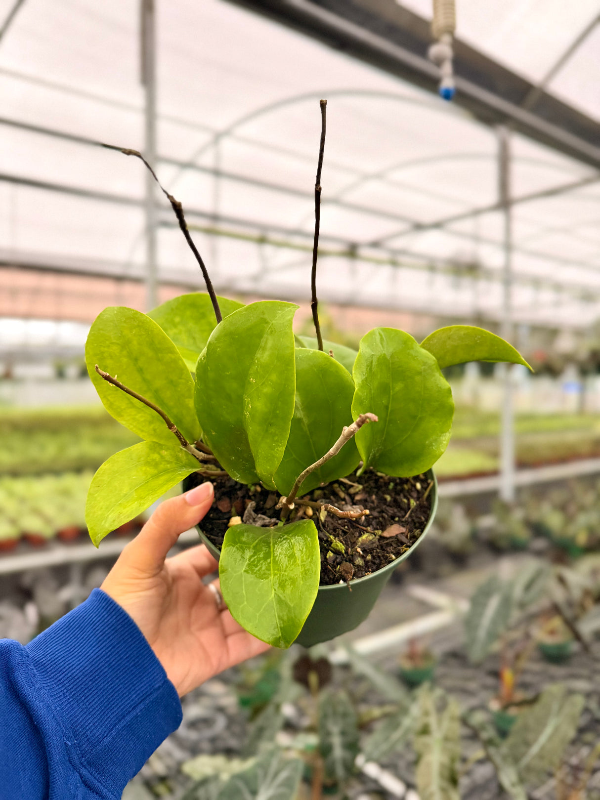 6" Hoya surigaoensis