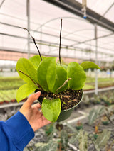 6" Hoya surigaoensis