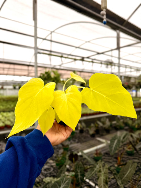 4" Philodendron warszewicsii aurea