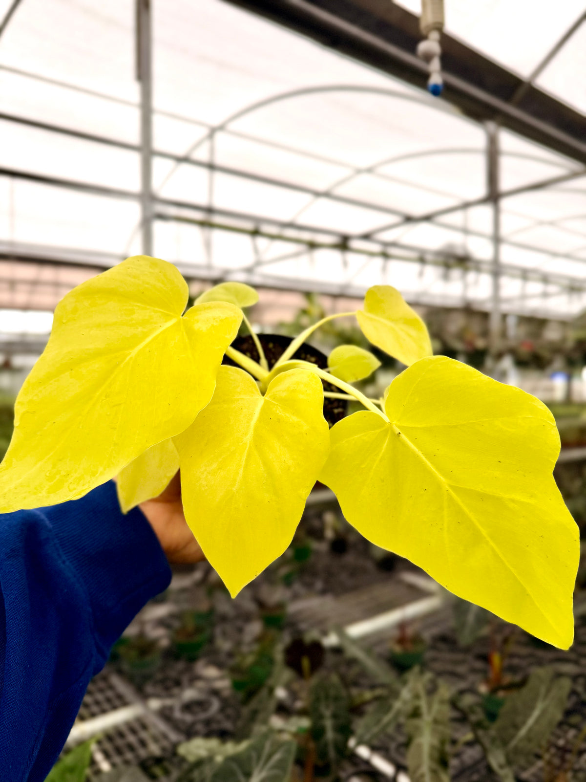 Under $30 | Canopy Plant Co.