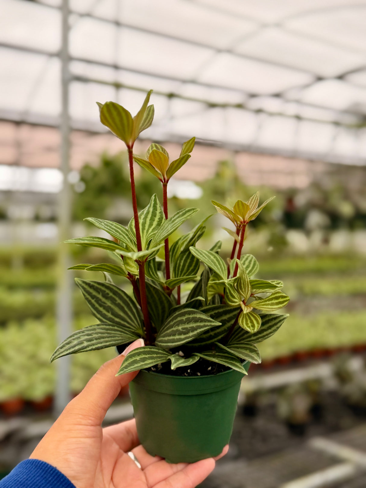 4" Peperomia puteolata