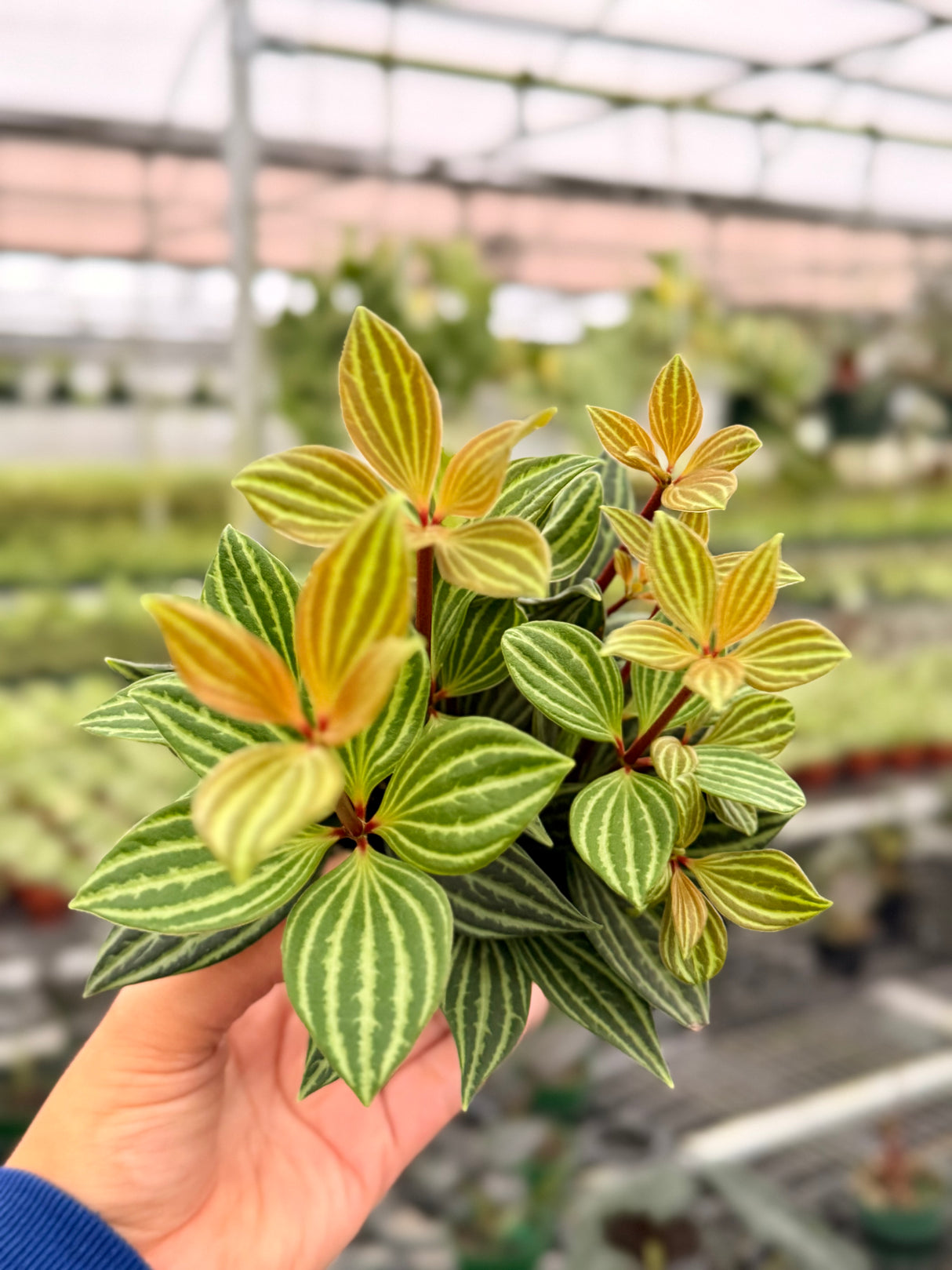 4" Peperomia puteolata