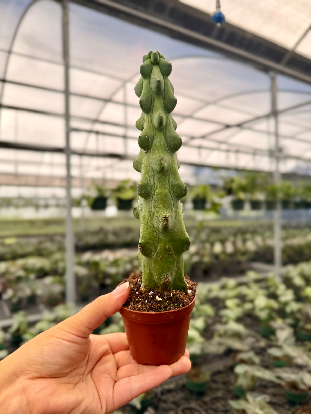 3" Boobie cactus (Myrtillocactus geometrizans 'Fukurokuryuzinboku')