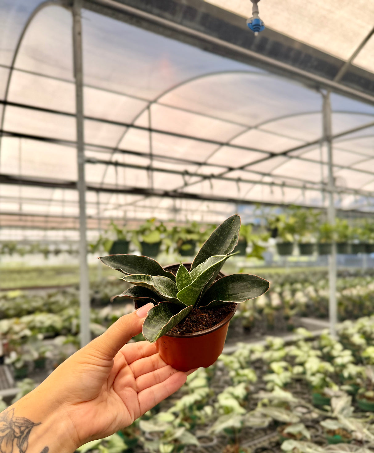 4" Sansevieria hallii 'Blue Bat'