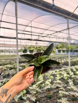 4" Sansevieria hallii 'Blue Bat'