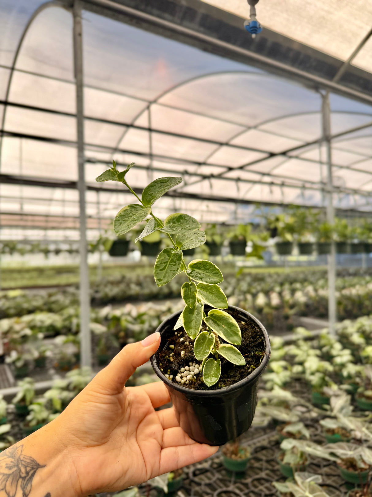 4" Hoya cumingiana variegated (albo)