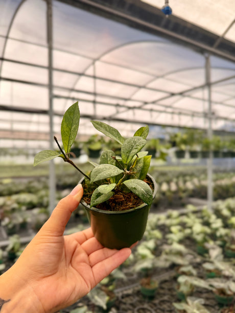 4” Hoya crassipetiolata 'Splash'