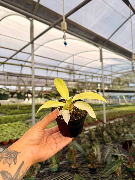 4" Philodendron ‘Snowdrift’