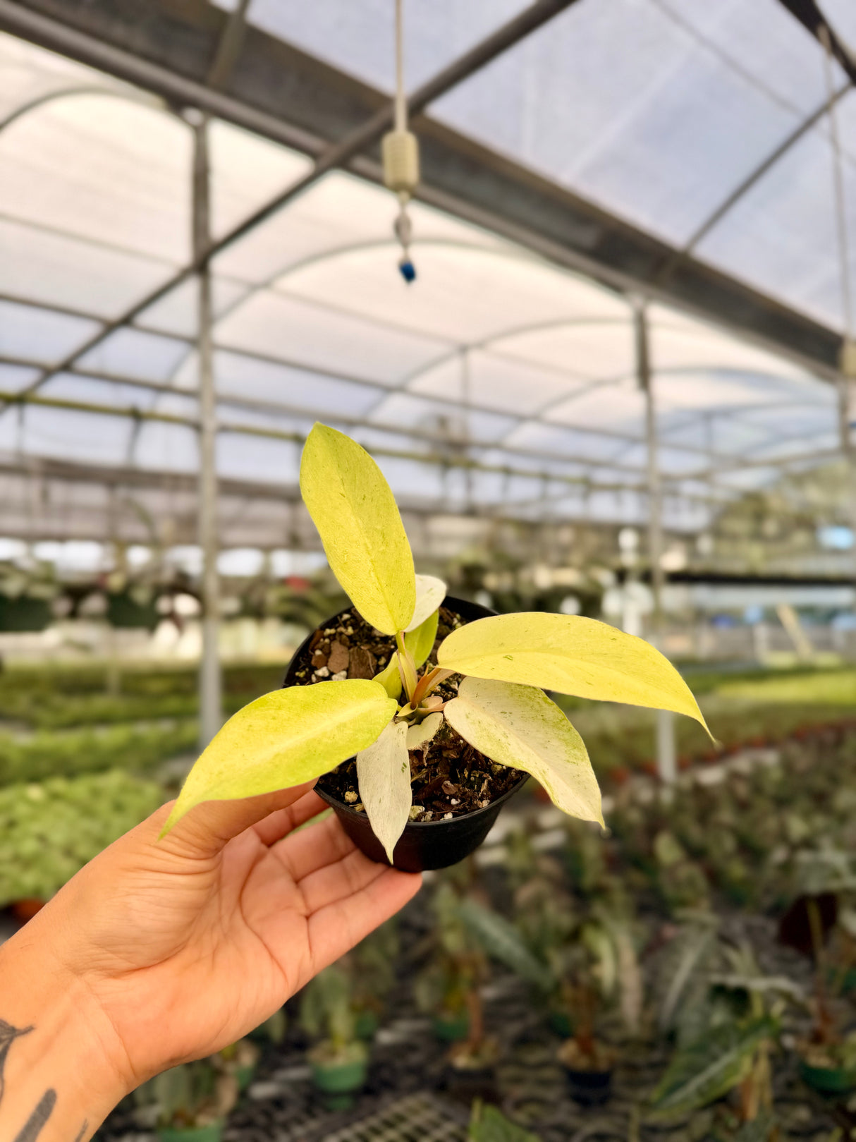 4" Philodendron ‘Snowdrift’