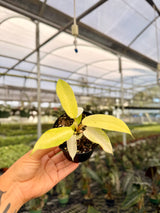 4" Philodendron ‘Snowdrift’