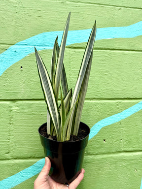 6" Sansevieria ‘Bantel's Sensation’ - Canopy Plant Co.