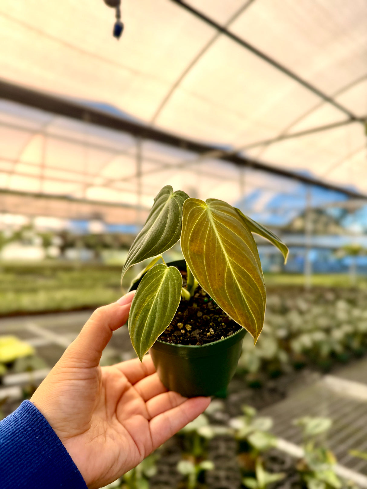 4" Philodendron melanochrysum