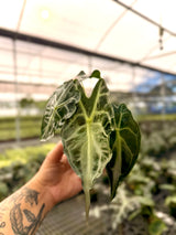 4" Alocasia 'Venom'