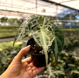 4" Alocasia 'Venom'