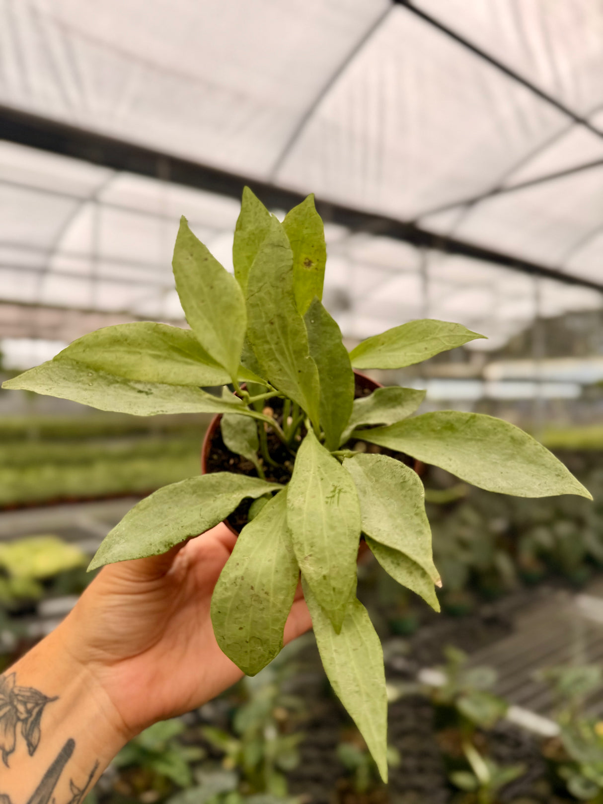 4" Hoya nicholsoniae 'New Guinea Ghost'
