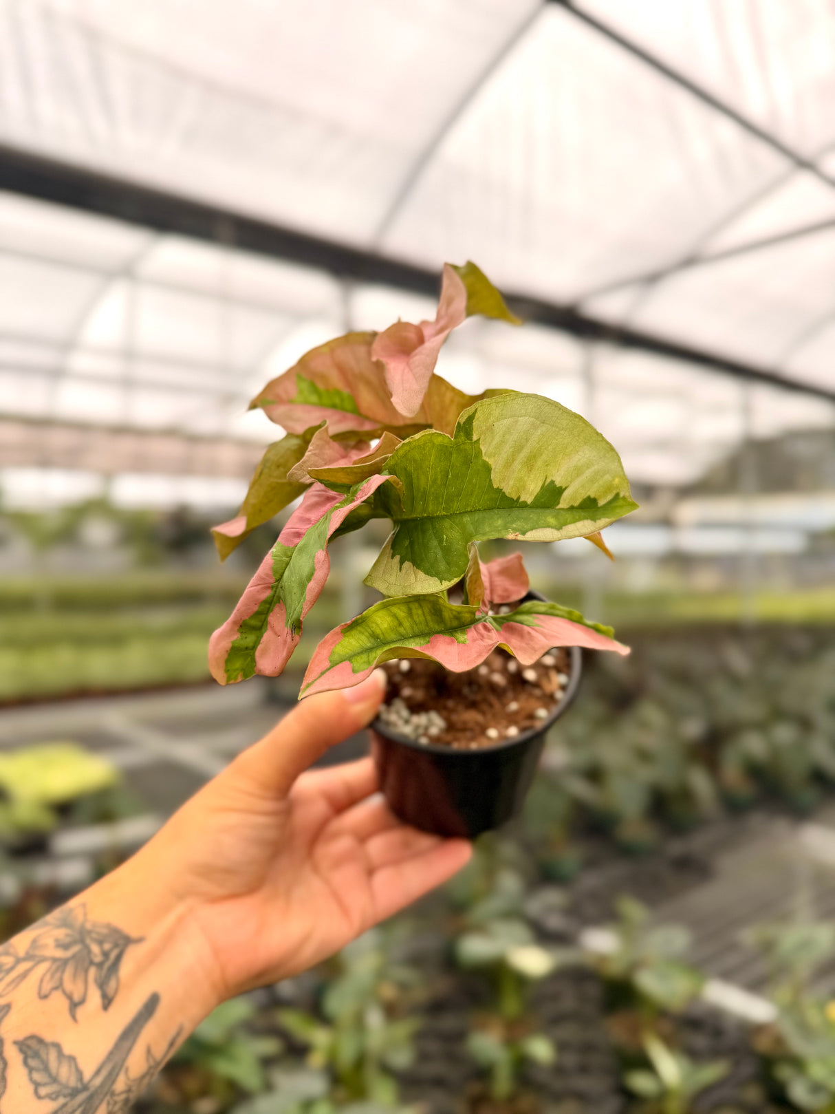 4" Syngonium ‘Pink Lava’