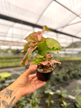 4" Syngonium ‘Pink Lava’