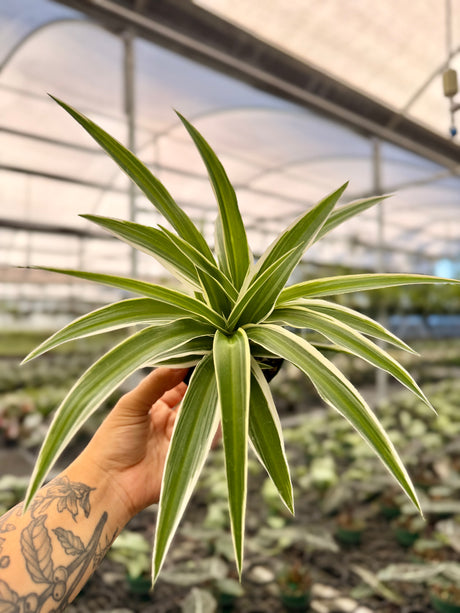 4" 'Spider Plant' outer variegated - Canopy Plant Co.