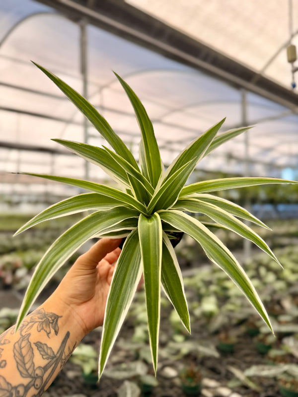 4" 'Spider Plant' outer variegated