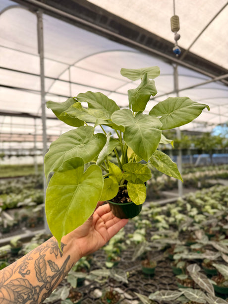4" Alocasia gageana
