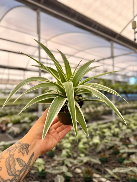 4" 'Spider Plant' outer variegated - Canopy Plant Co.