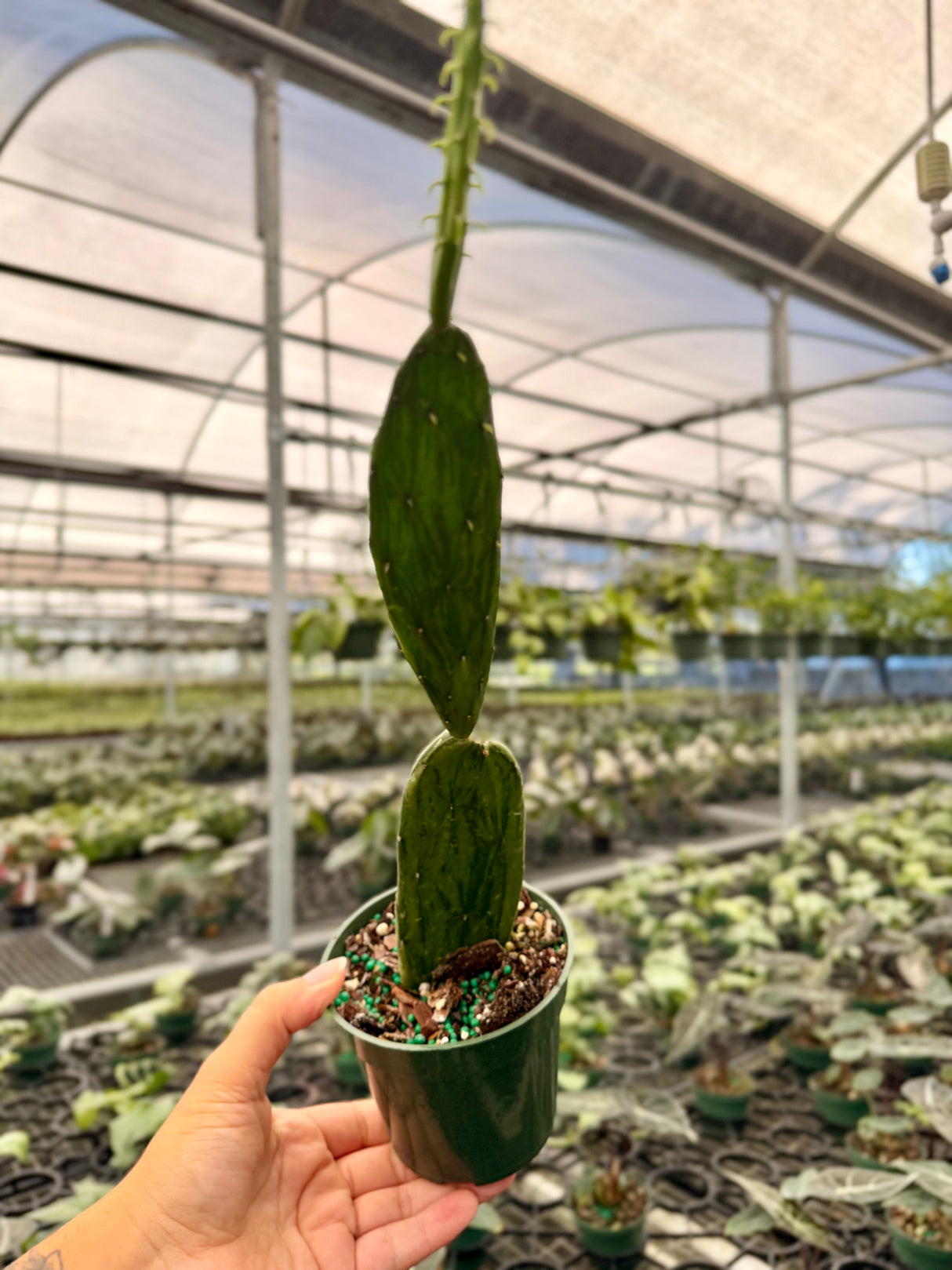 4" Opuntia cochenillifera 'Sunburst' variegated