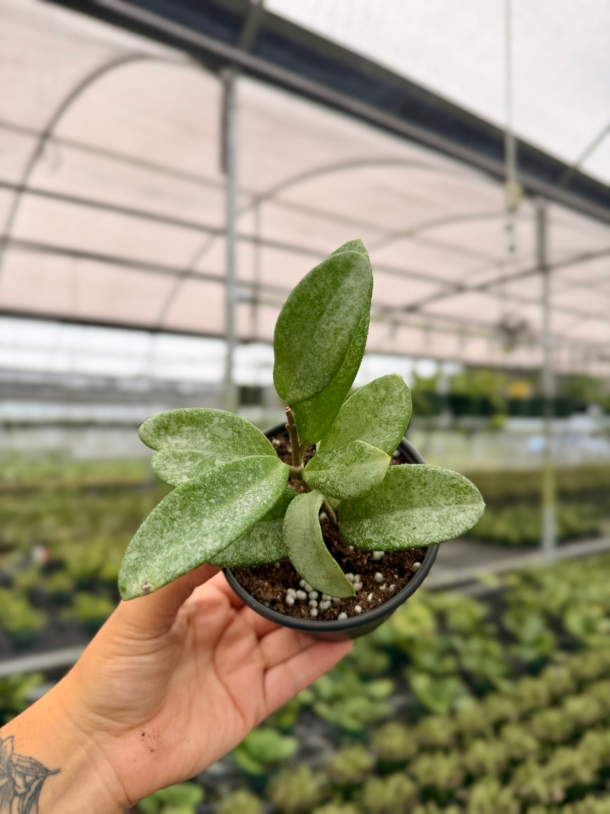 4" Hoya 'Nova Ghost' - Canopy Plant Co.