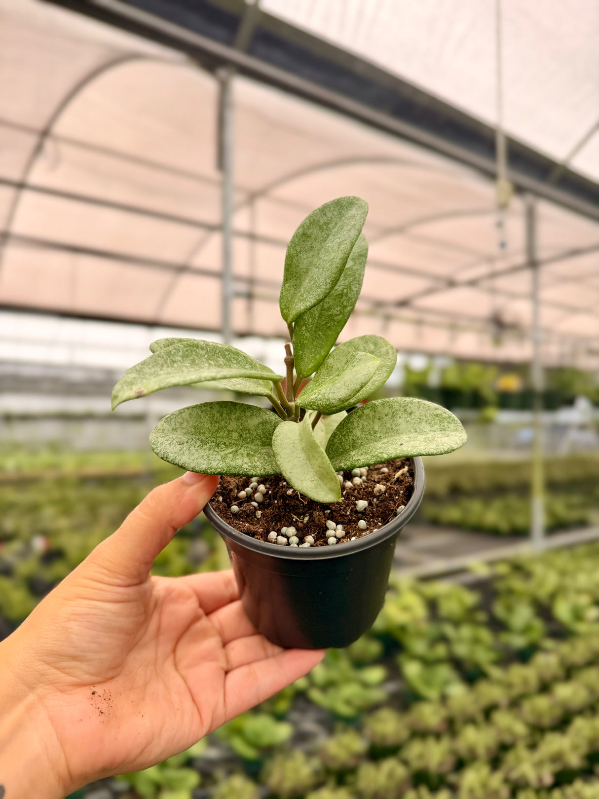 4" Hoya 'Nova Ghost' - Canopy Plant Co.