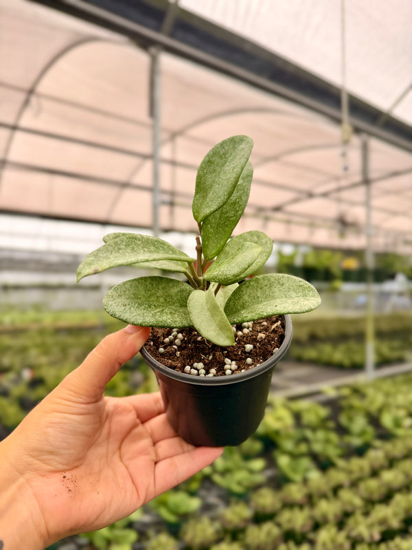 4" Hoya 'Nova Ghost' - Canopy Plant Co.