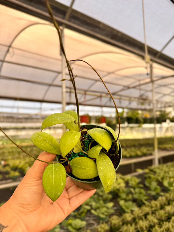 4" Hoya verticillata
