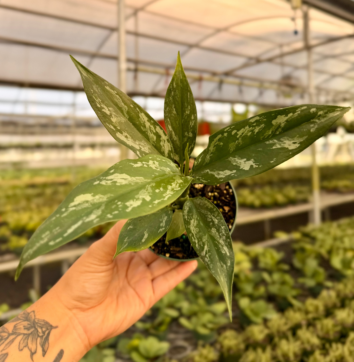 4" Aglaonema 'Maria'