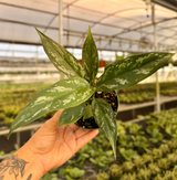 4" Aglaonema 'Maria'