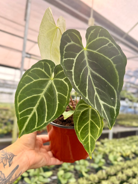 6” Anthurium regale x crystallinum - Canopy Plant Co.