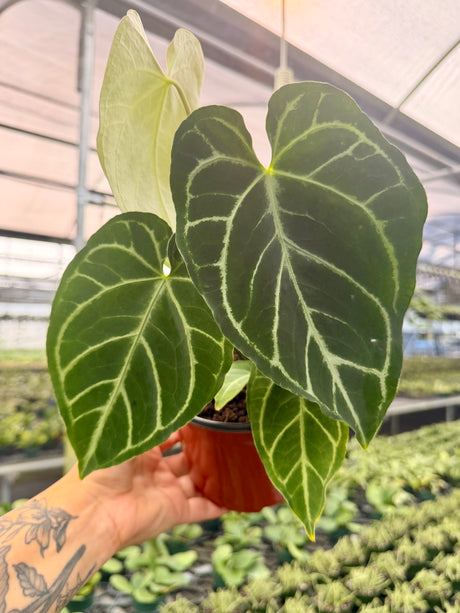 6” Anthurium regale x crystallinum - Canopy Plant Co.