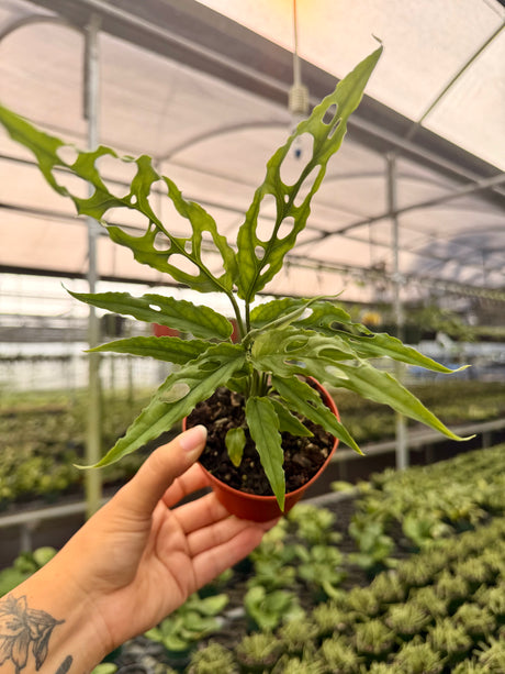 2” Monstera obliqua sp. Peru - Canopy Plant Co.