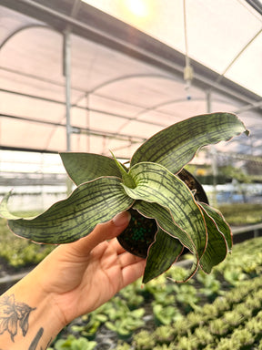 4” Sansevieria 'Cleopatra' - Canopy Plant Co.