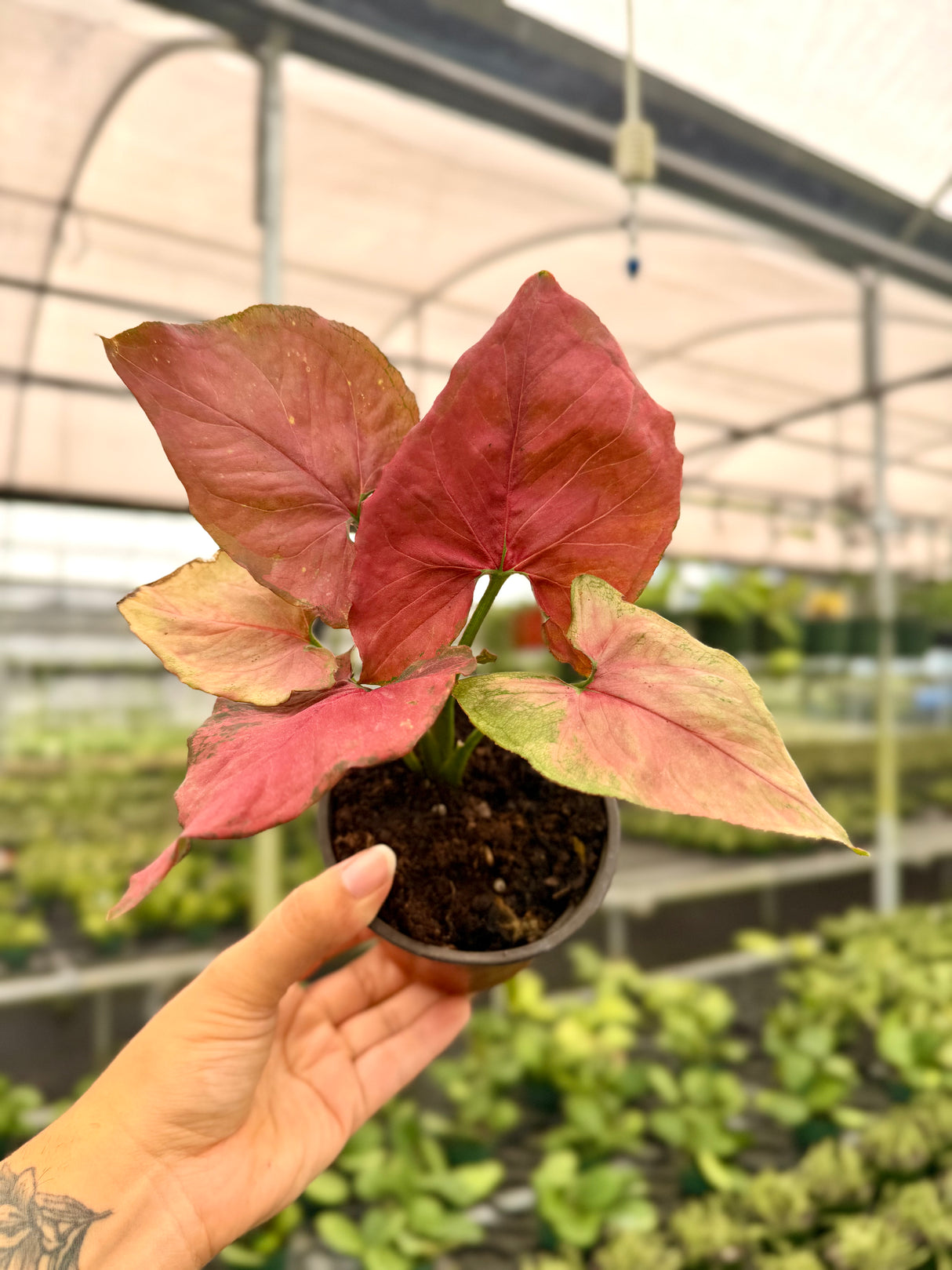 4" Syngonium 'Orm Nak'