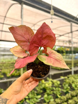 4" Syngonium 'Orm Nak'