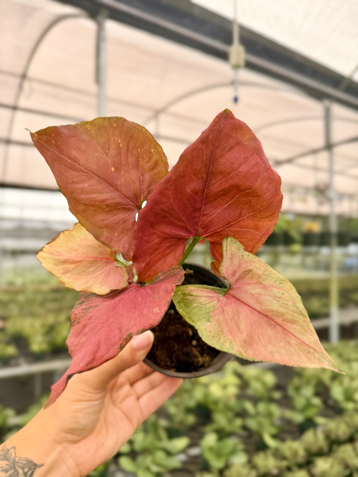 4" Syngonium 'Orm Nak'