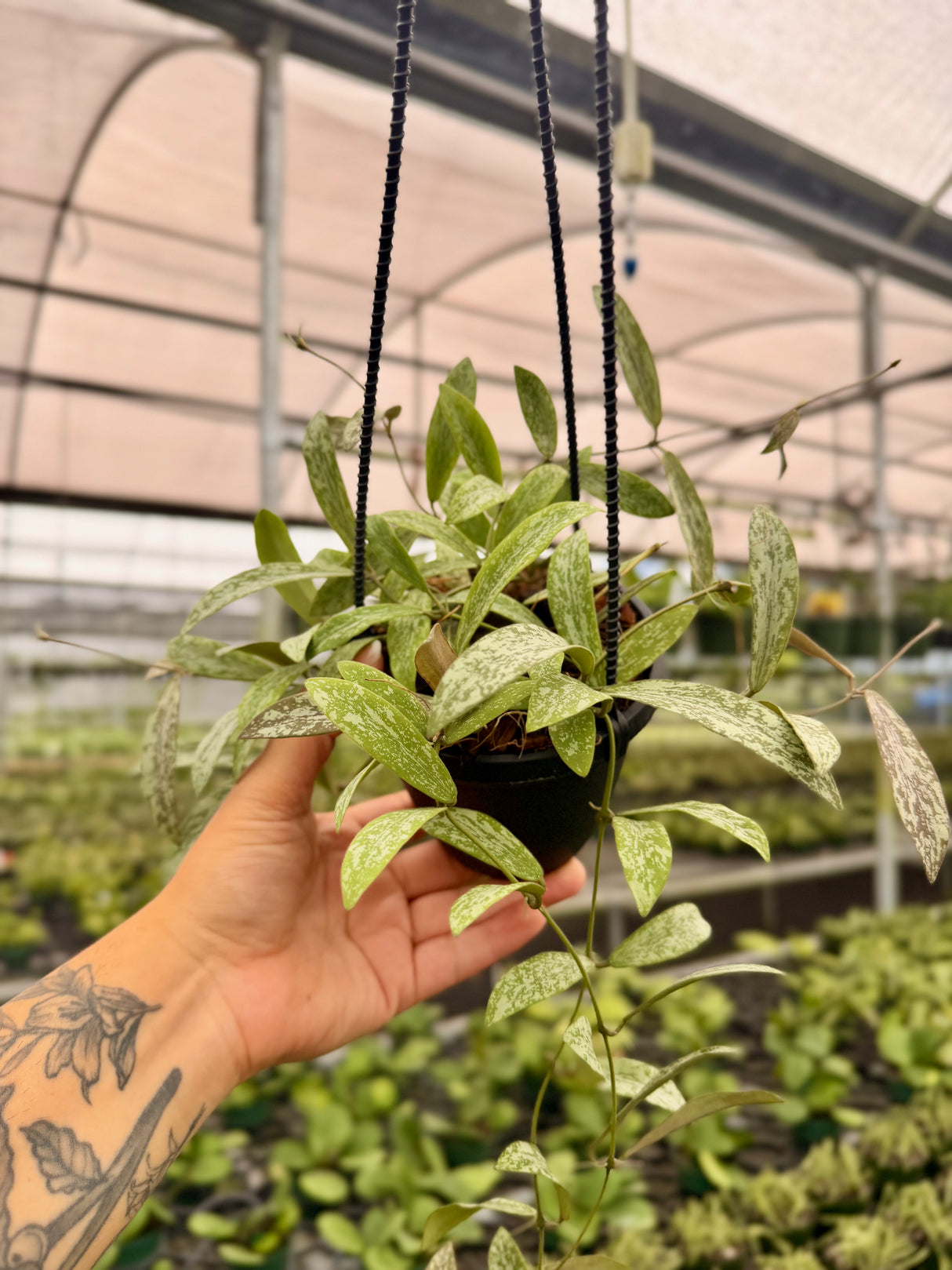 4" Hoya sigillatis hanging basket - Canopy Plant Co.