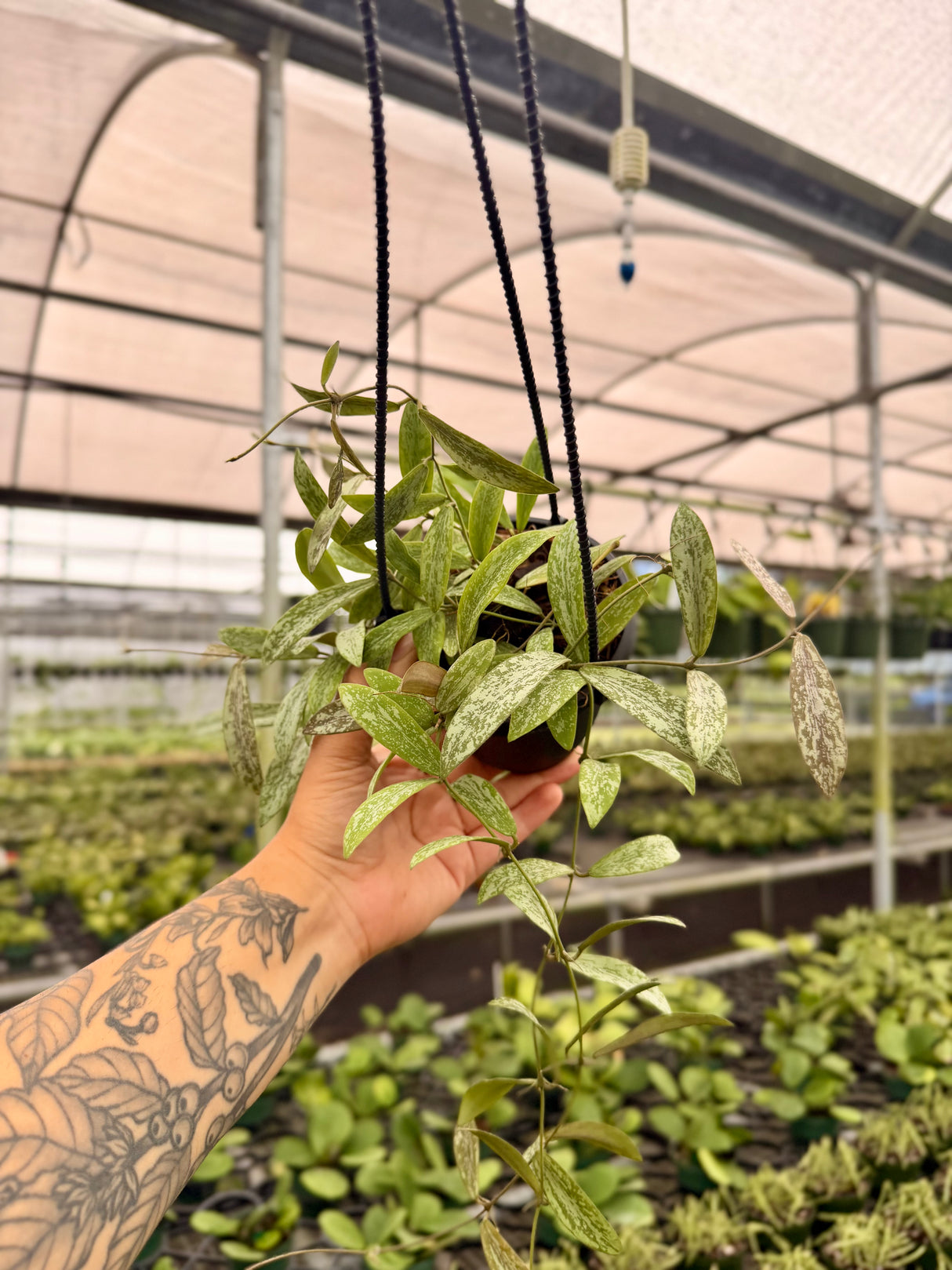 4" Hoya sigillatis hanging basket - Canopy Plant Co.