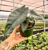 6" Alocasia 'Dragon Wings' ('Dragon Scale' x scalprum)
