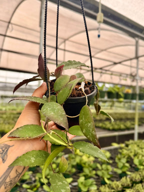 4" Hoya caudata hanging basket - Canopy Plant Co.