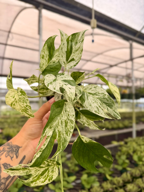 4” Epipremnum pinnatum 'Marble' - Canopy Plant Co.