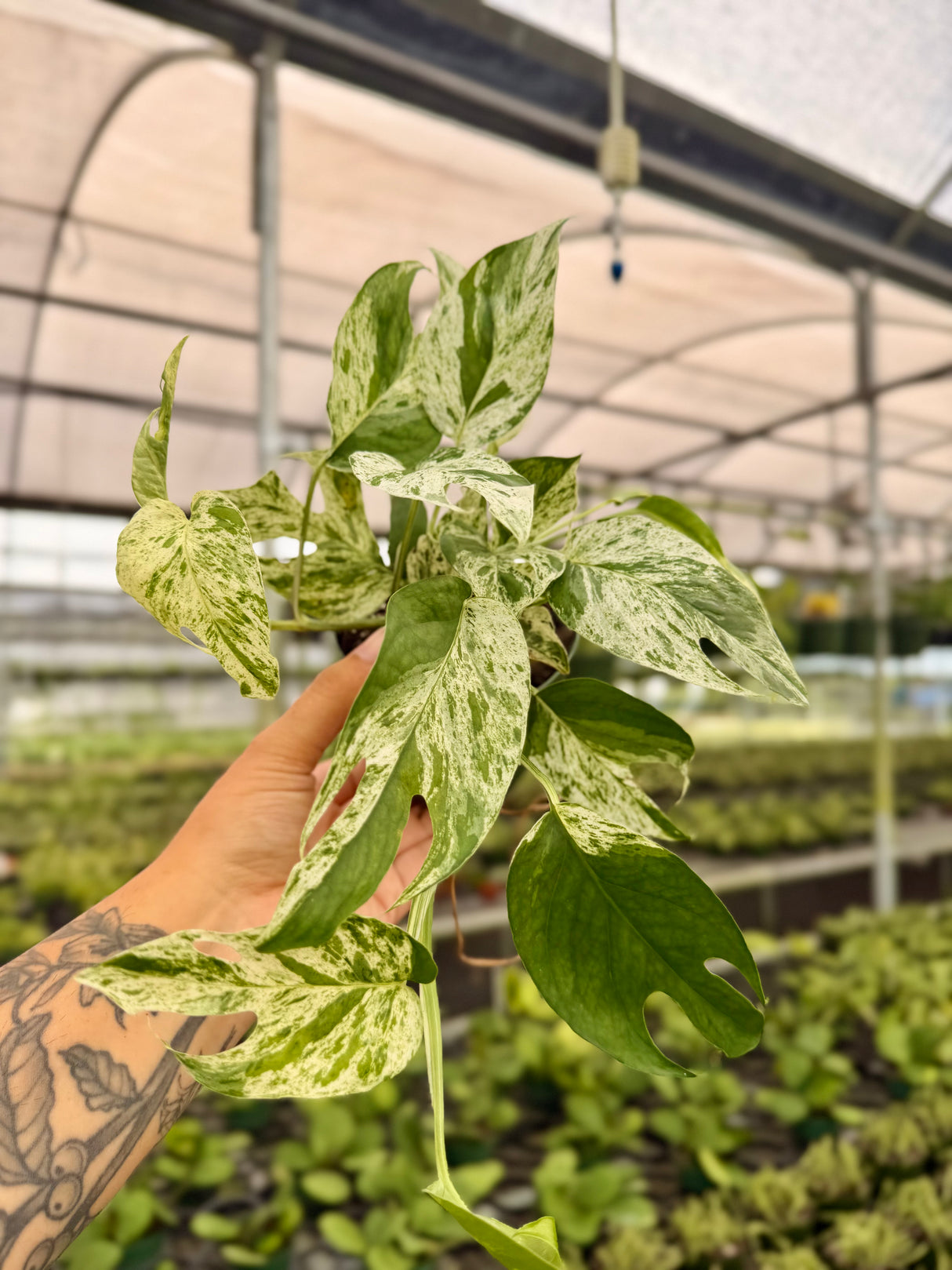 4” Epipremnum pinnatum 'Marble' - Canopy Plant Co.