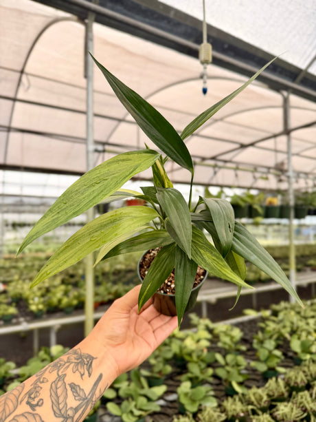 4” Epipremnum amplissimum variegated - Canopy Plant Co.