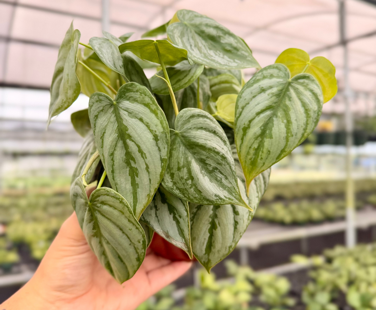 6" Philodendron brandtianum - Canopy Plant Co.