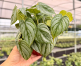 6" Philodendron brandtianum - Canopy Plant Co.